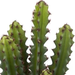 atmosphera Plantas Y Flores Artificiales>Cactus artificial ALI con maceta terracota