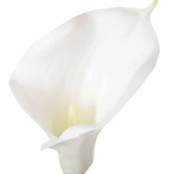 atmosphera Plantas Y Flores Artificiales>Cartucho Blanco Artificial 75Cm