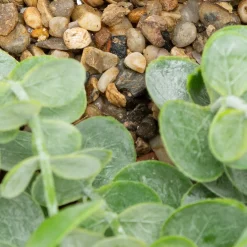 atmosphera Plantas Y Flores Artificiales|Estilo Rústico><noscript><img width=